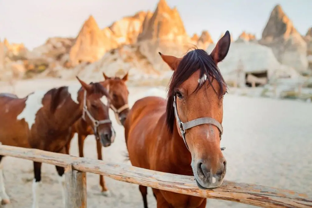 Cappadocia Două ore de plimbare cu calul cu opțiunea răsărit sau apus de soare