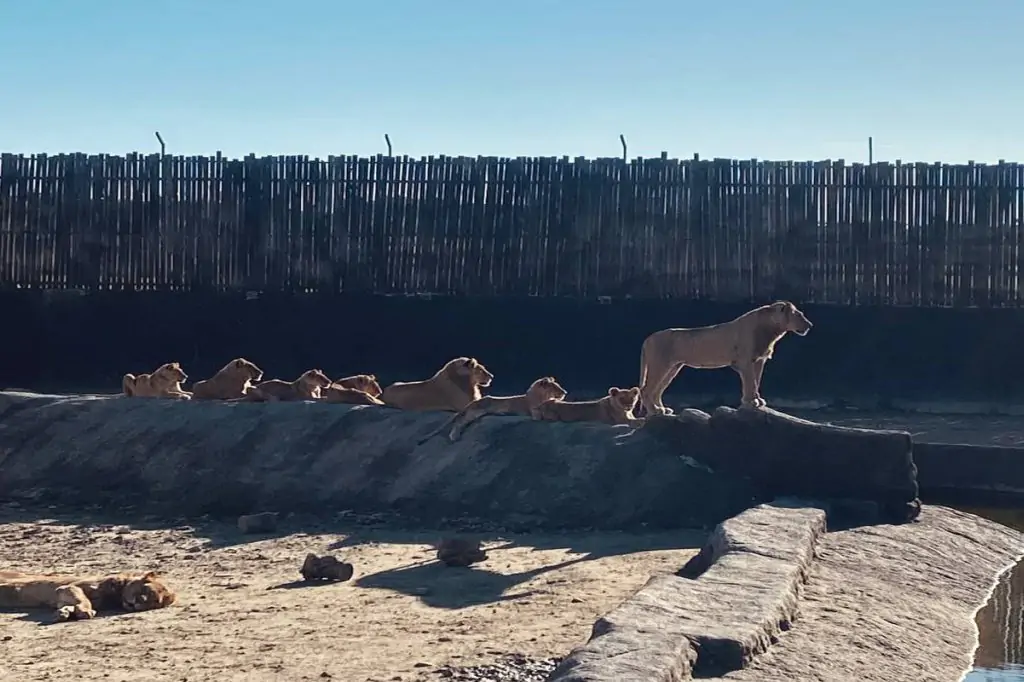 Экскурсия в зоопарк, аквариум и террариум Lion Land