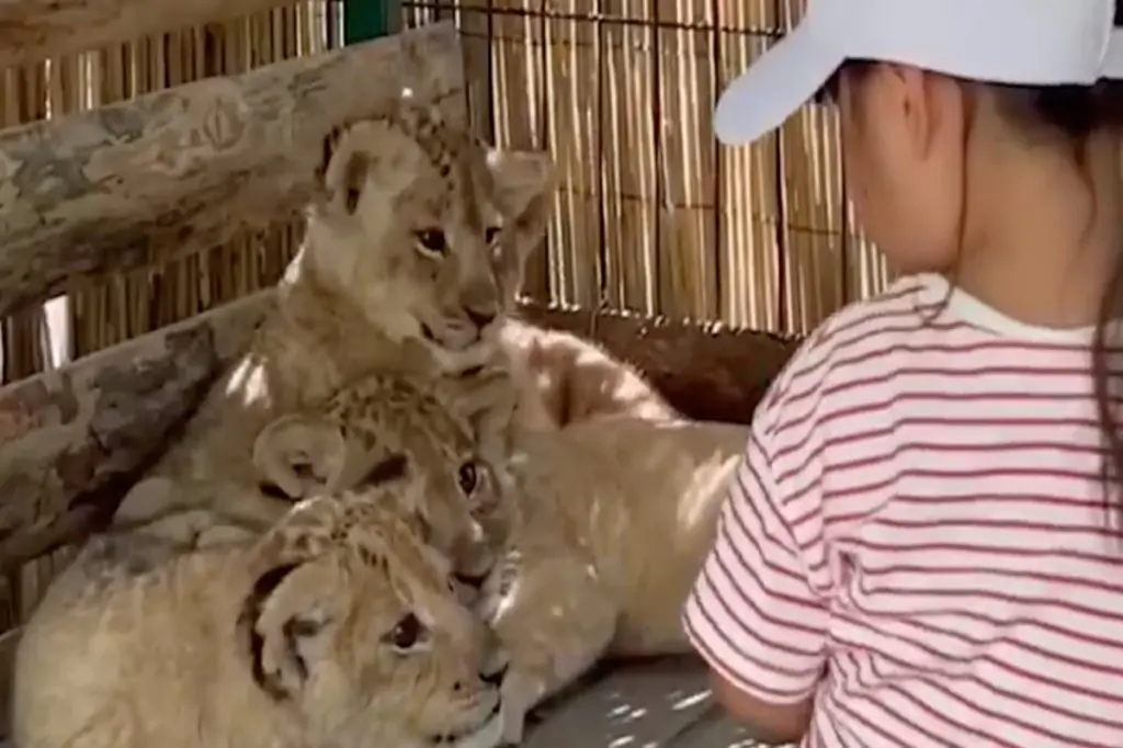 Turul grădinii zoologice, acvariului și terariului Lion Land