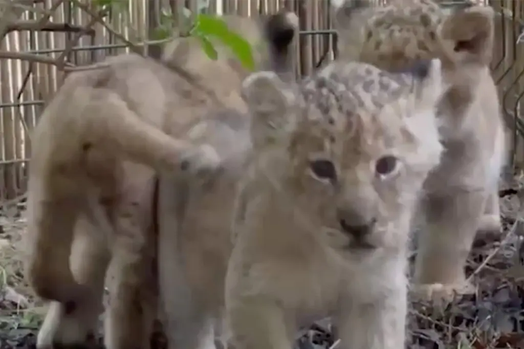 Turul grădinii zoologice, acvariului și terariului Lion Land