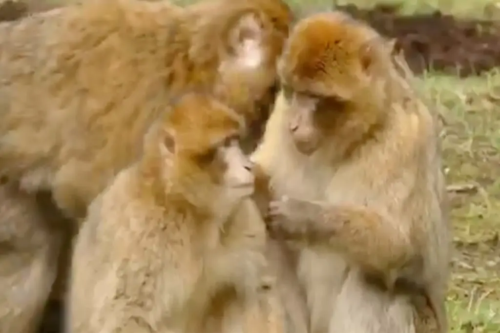 Turul grădinii zoologice, acvariului și terariului Lion Land