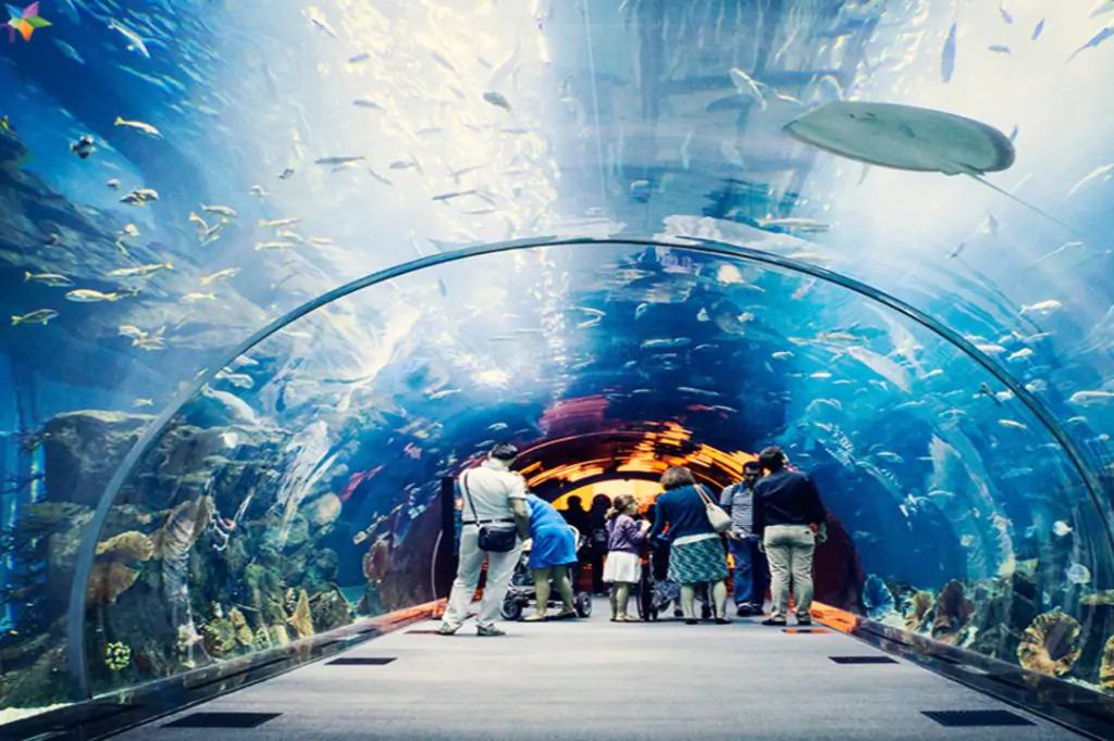 Dubai Mall Aquarium und Unterwasserzoo