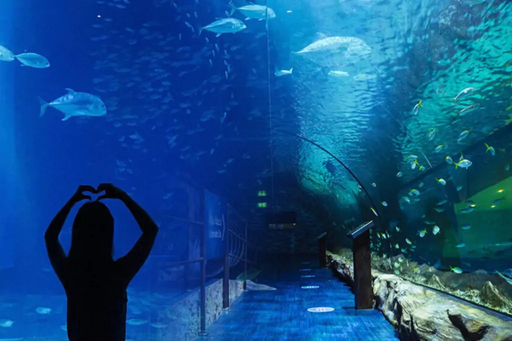 Dubai Mall Aquarium und Unterwasserzoo