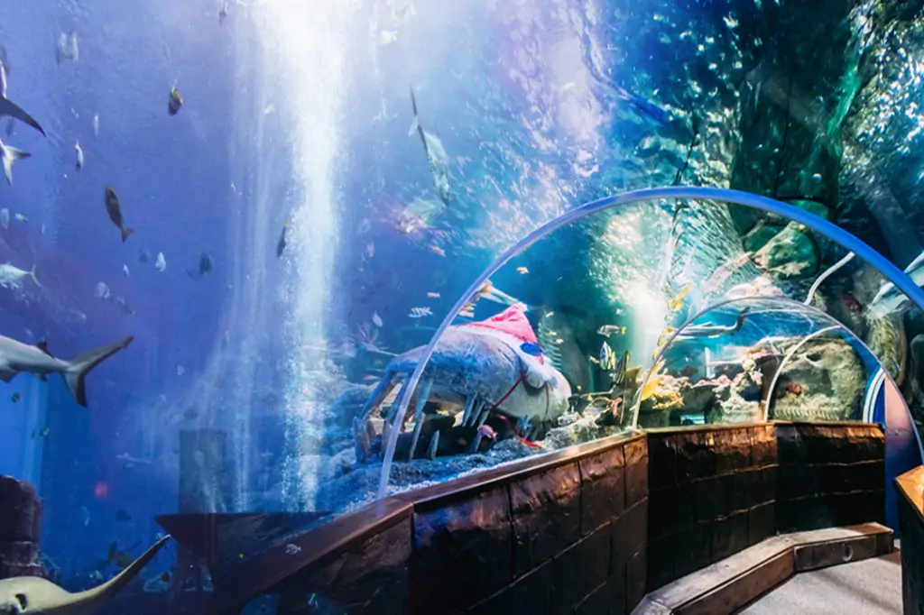 Dubai Mall Aquarium und Unterwasserzoo