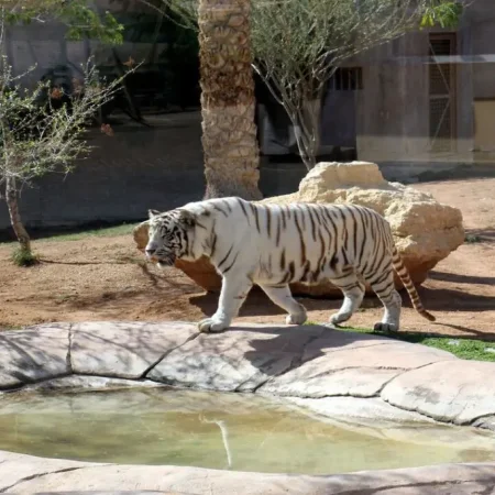 Dubai Safari Park