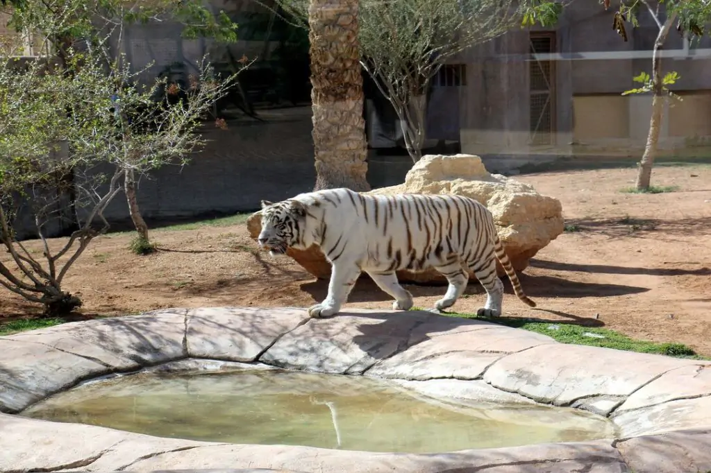 Dubai Safari Park