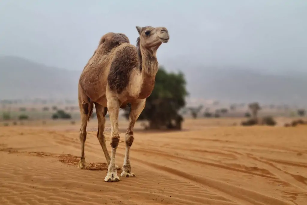 From Agadir: Souss-Massa National Park Tour with Lunch