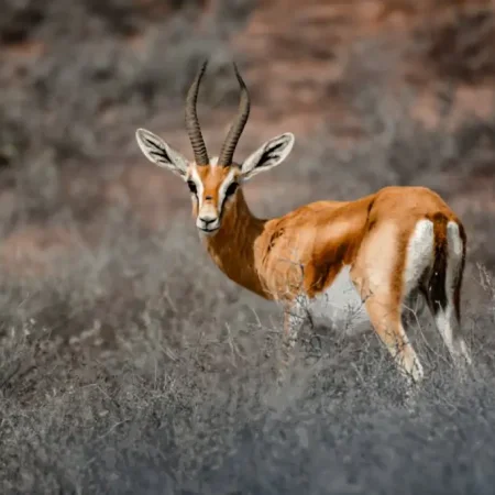 From Agadir: Souss-Massa National Park Tour with Lunch