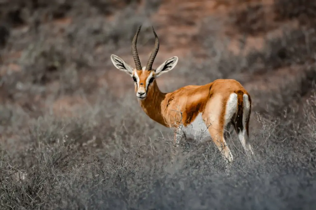 From Agadir: Souss-Massa National Park Tour with Lunch