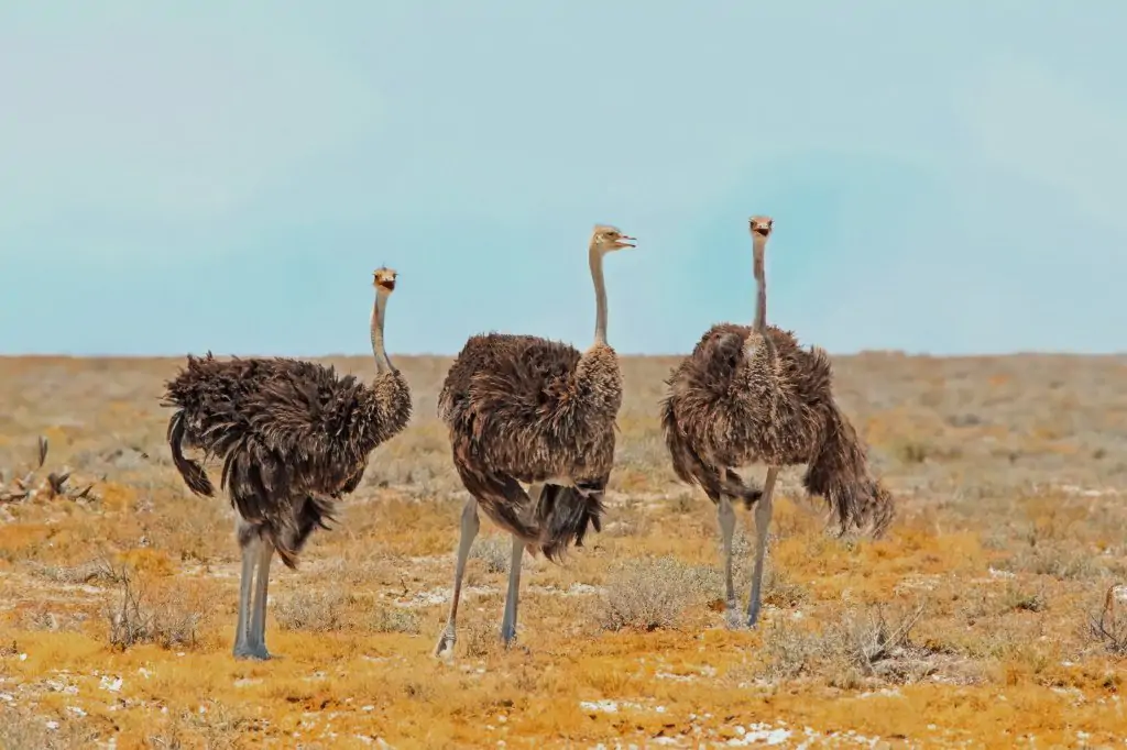 From Agadir: Souss-Massa National Park Tour with Lunch