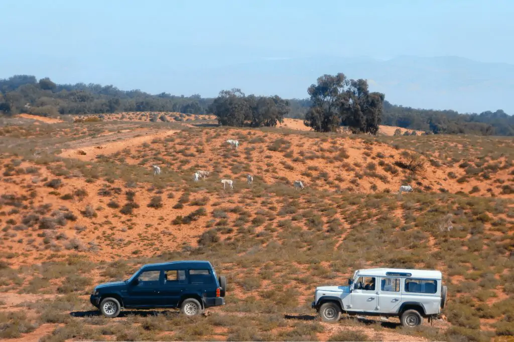 From Agadir: Souss-Massa National Park Tour with Lunch