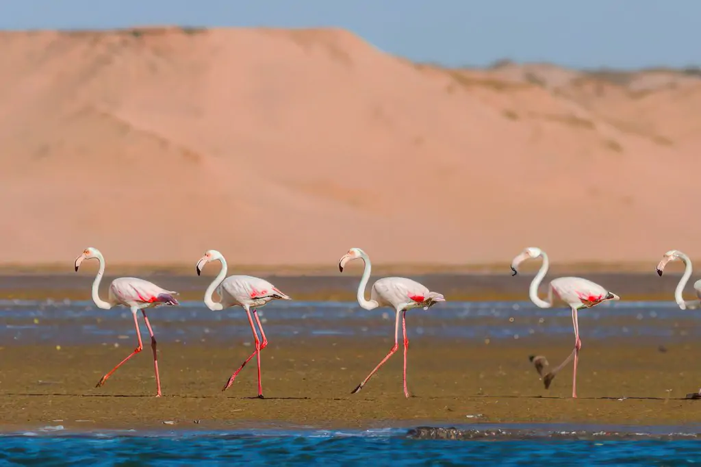 From Agadir: Souss-Massa National Park Tour with Lunch