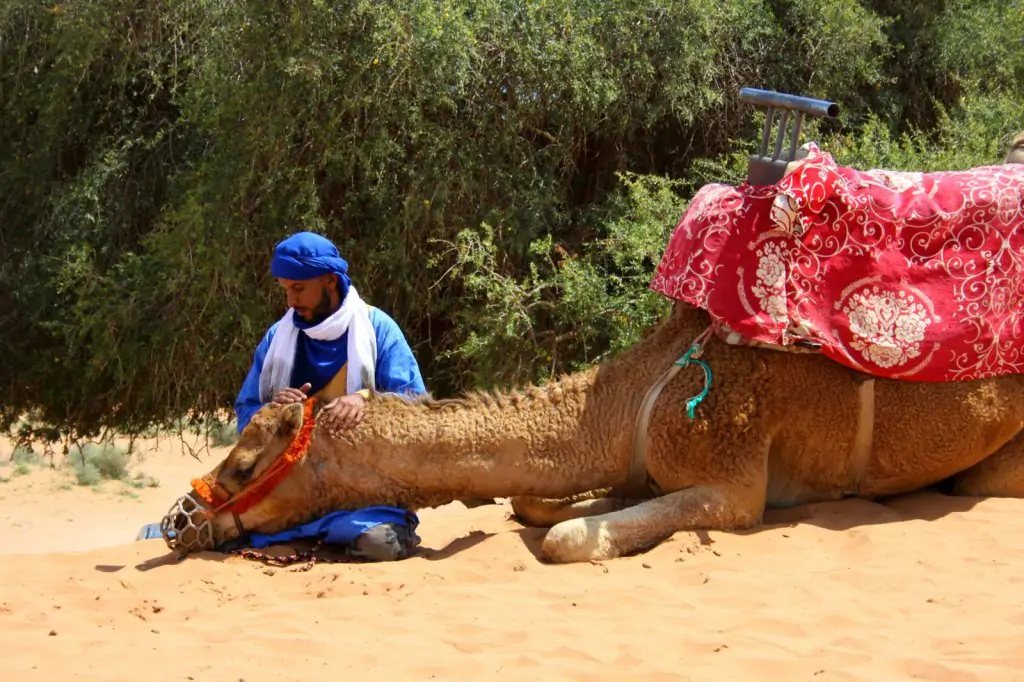 From Agadir: Souss-Massa National Park Tour with Lunch