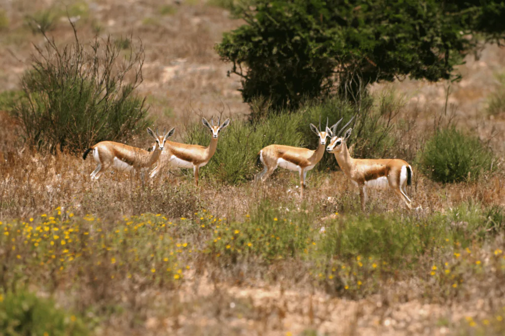 From Agadir: Souss-Massa National Park Tour with Lunch