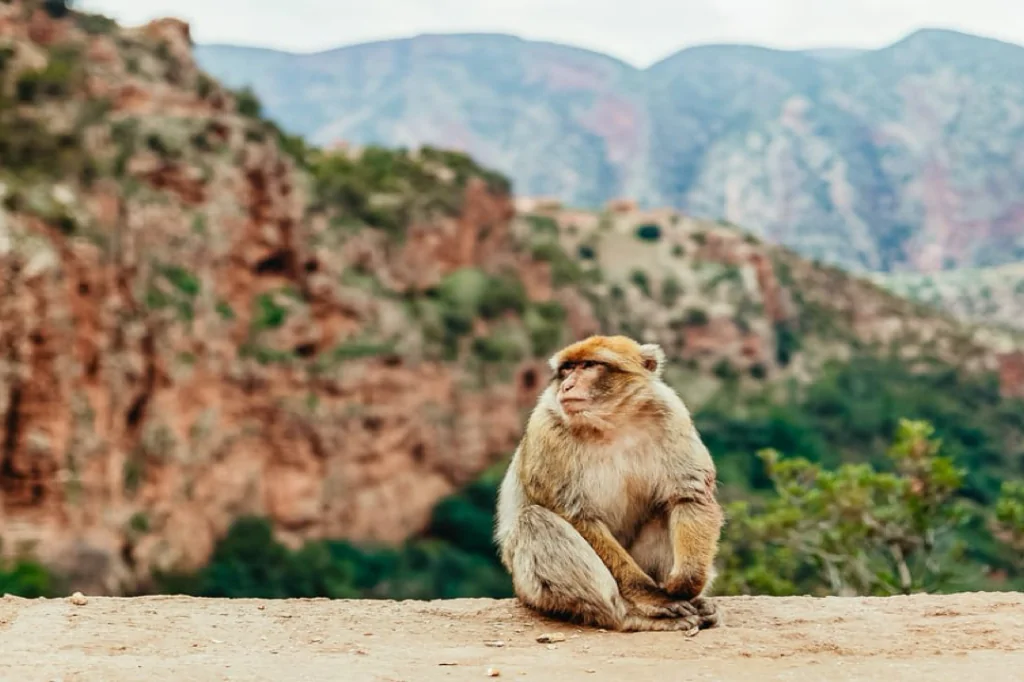 Escape to Paradise: Ouzoud Waterfalls Day Trip