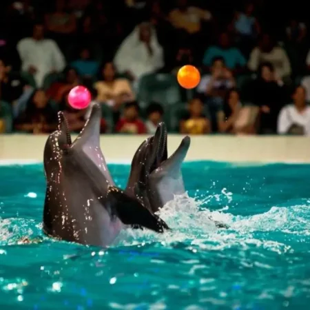 Dubai Dolphin and Seal Show