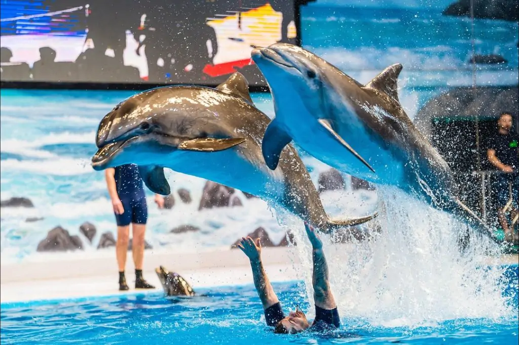 Dubai Dolphin and Seal Show