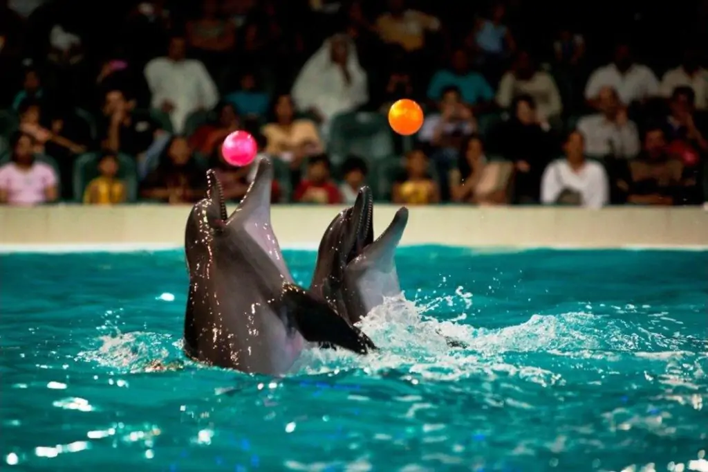 Dubai Dolphin and Seal Show