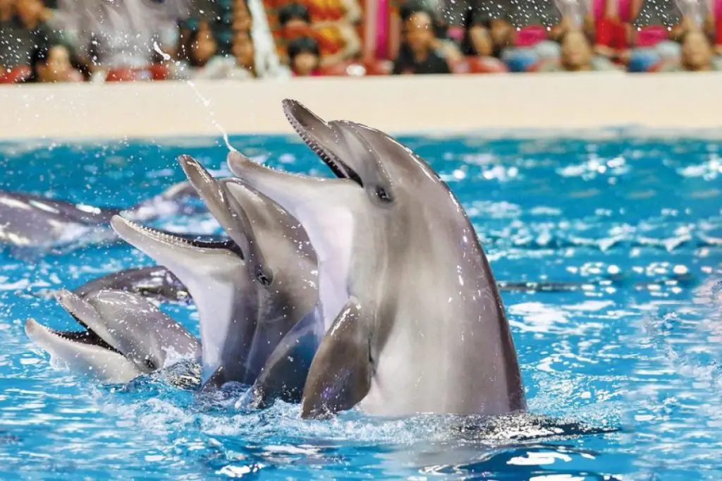 Dubai Dolphin and Seal Show