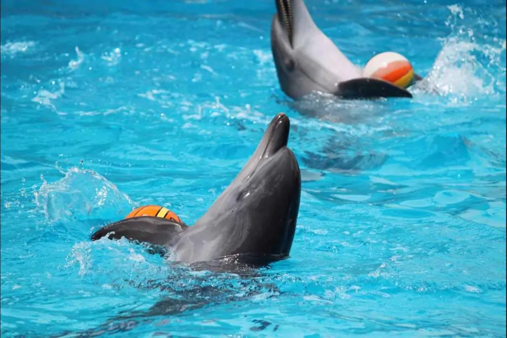 Dubai Dolphin and Seal Show