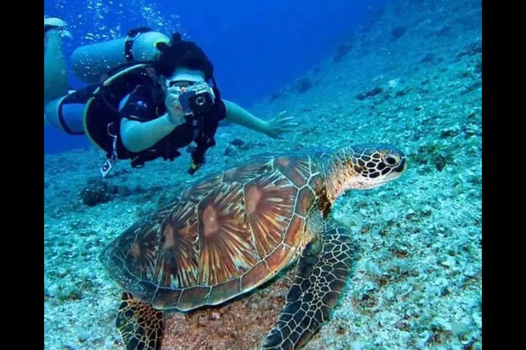 Scuba Diving in Dubai