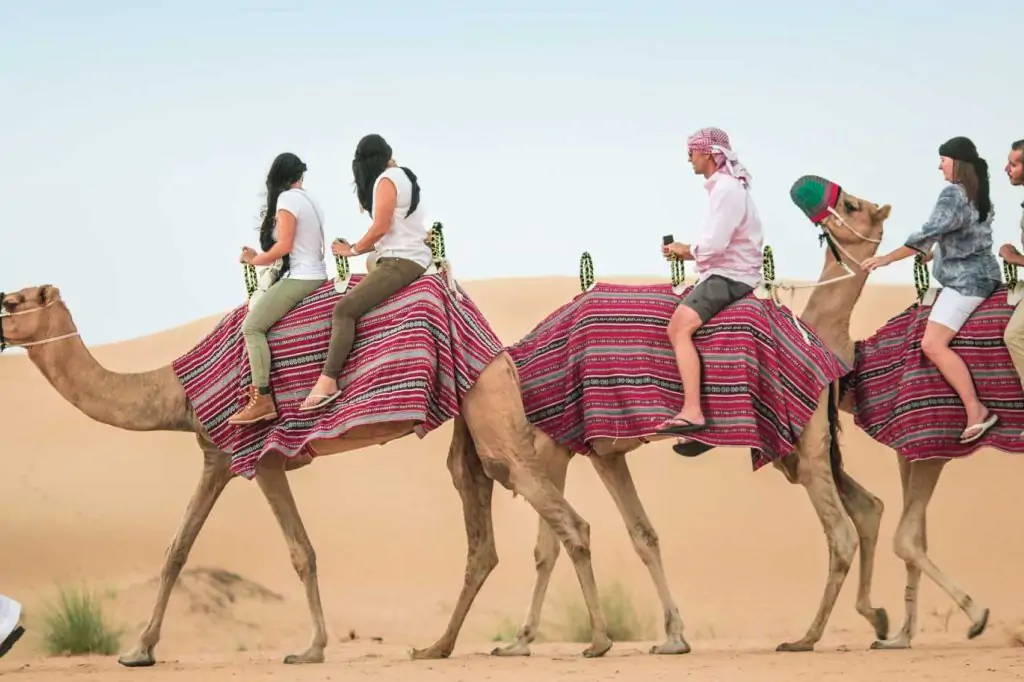 Camel Trekking in Dubai